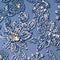 French Blue